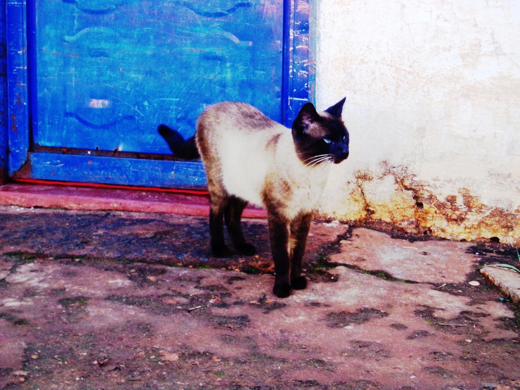 Gato no Estádio Municipal Pereira de Queiroz - Aparecida do Taboado - MS