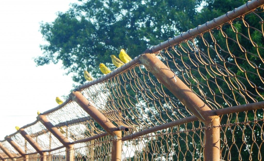 Estádio Manoel Martins - Ibitinga