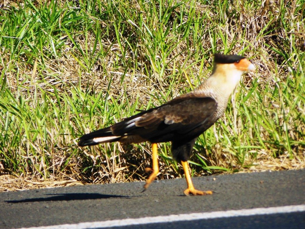 Falcão Paulista - Novo Horizonte