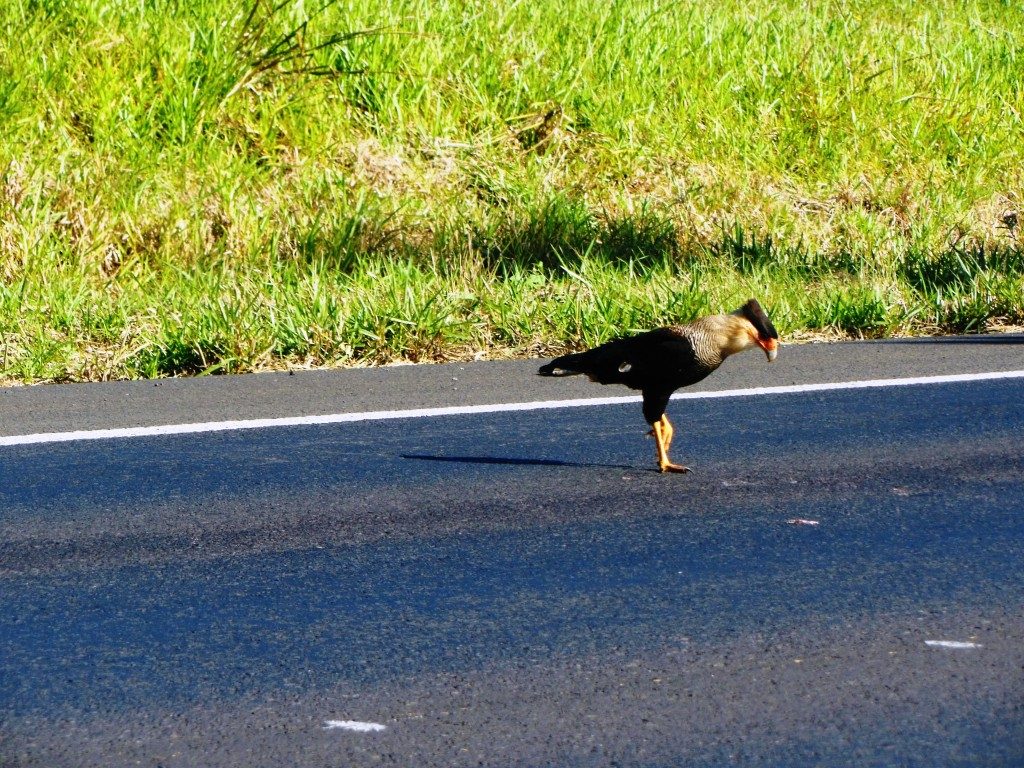 Falcão Paulista - Novo Horizonte