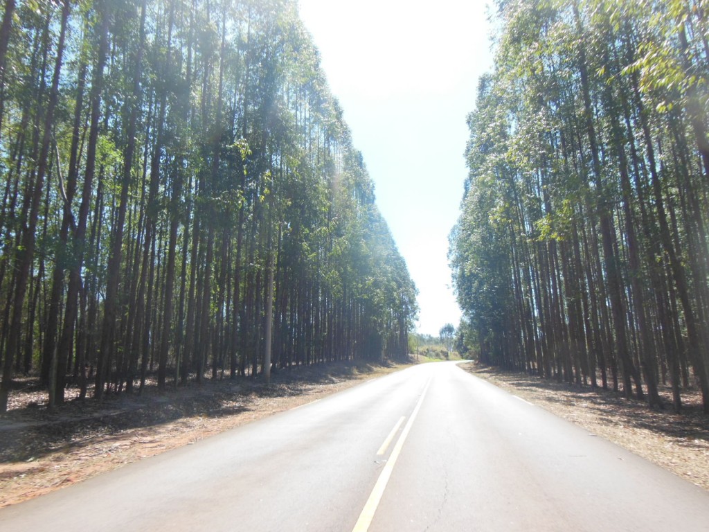 Tambaú