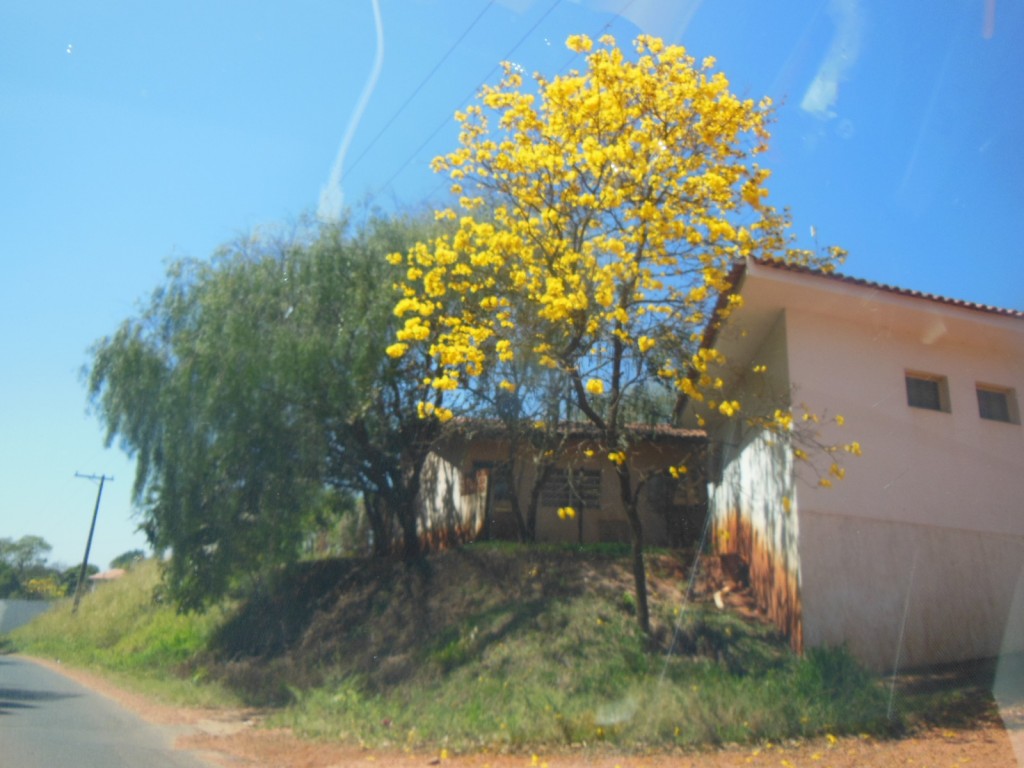 Tambaú